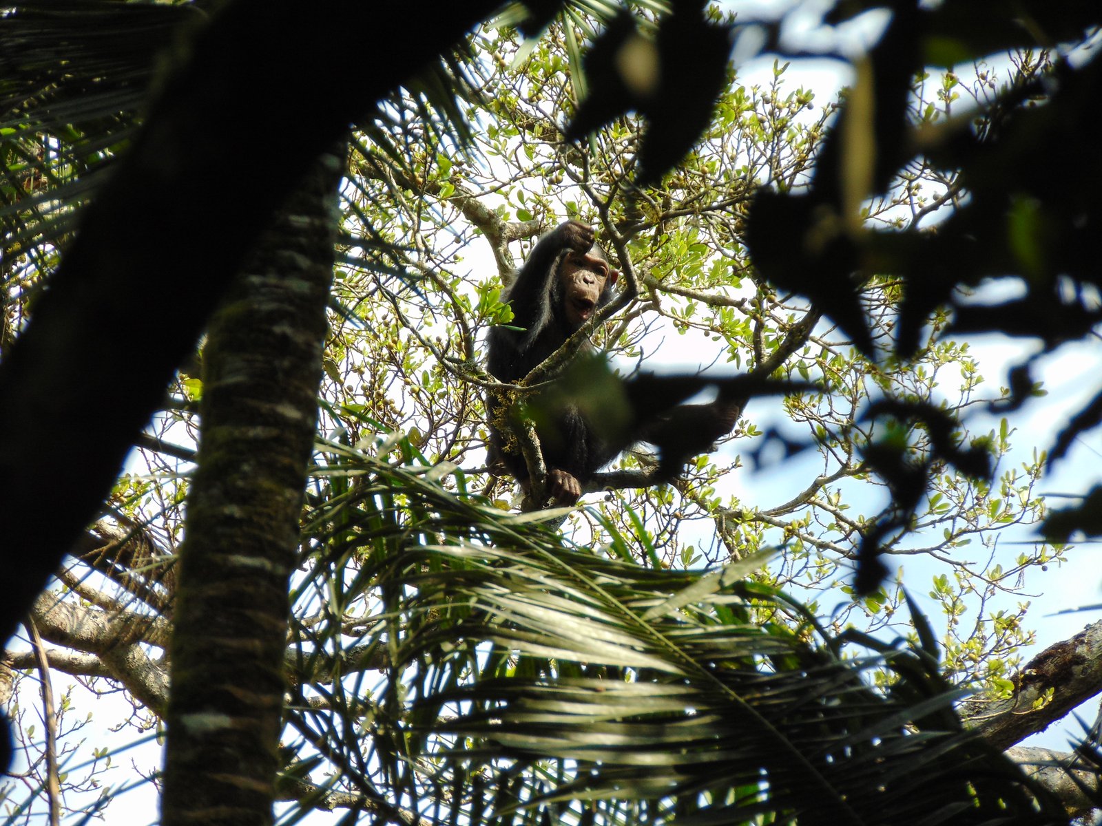 Schimpansen_trekking